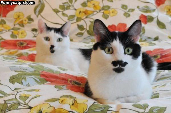 Cat Mustaches