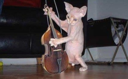 Cat Playing A Tune