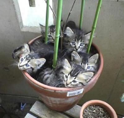 Cat Pot