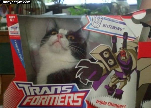 Cat Transformers