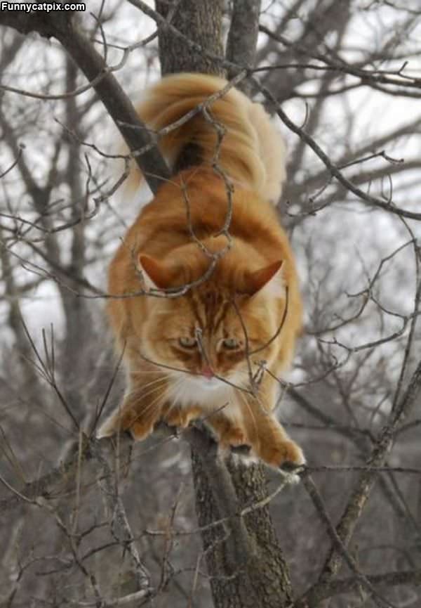 Cat Tree Balancer
