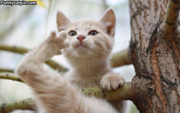 Cat Tree Climber