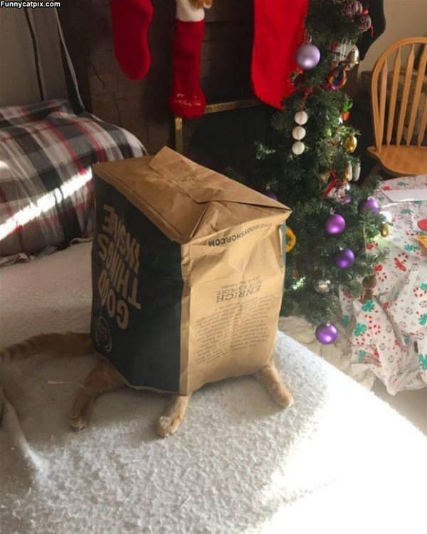 Cat Under The Bag