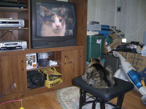 Cat Watching Cats