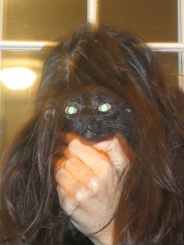 Cat Wig