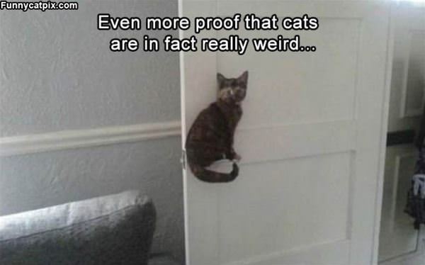 Cats Are In Fact Weird