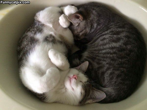 Cats Chillin In The Sink