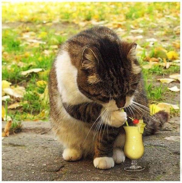 Cats Drink
