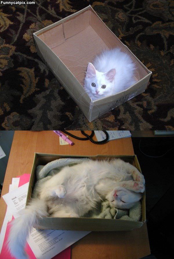 Cats Favorite Box