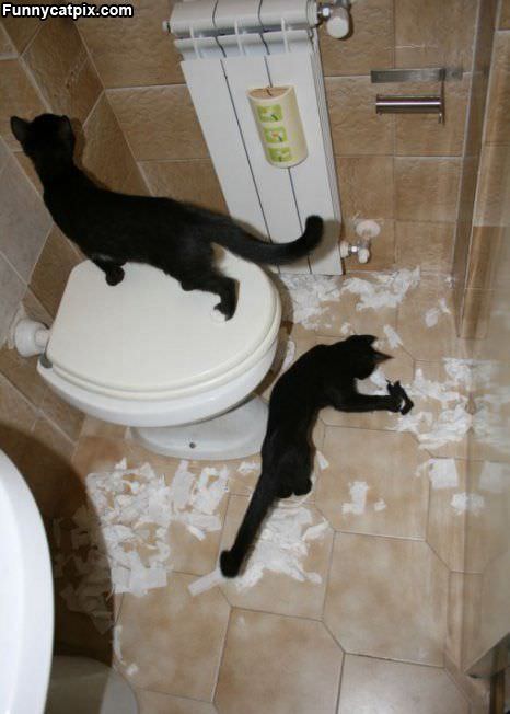 Cats Hate Toilet Paper