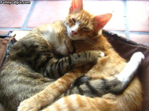 Cats Having A Hug