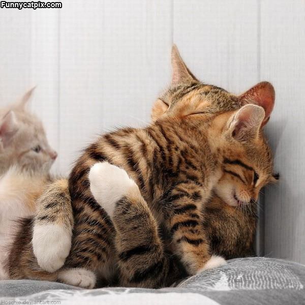 Cats Hugging It Out