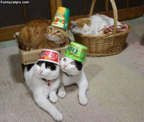 Cats In Hats