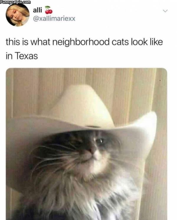 Cats In Texas