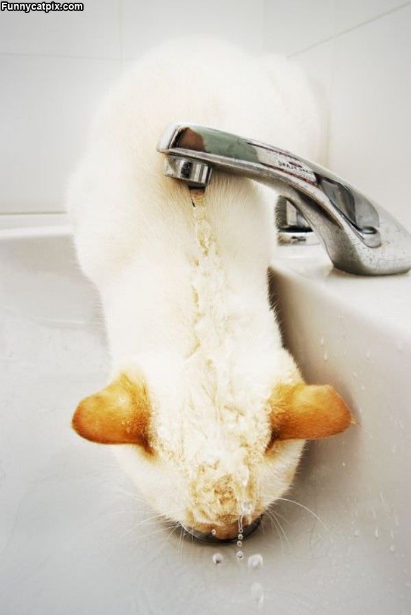 Cats Love Sinks