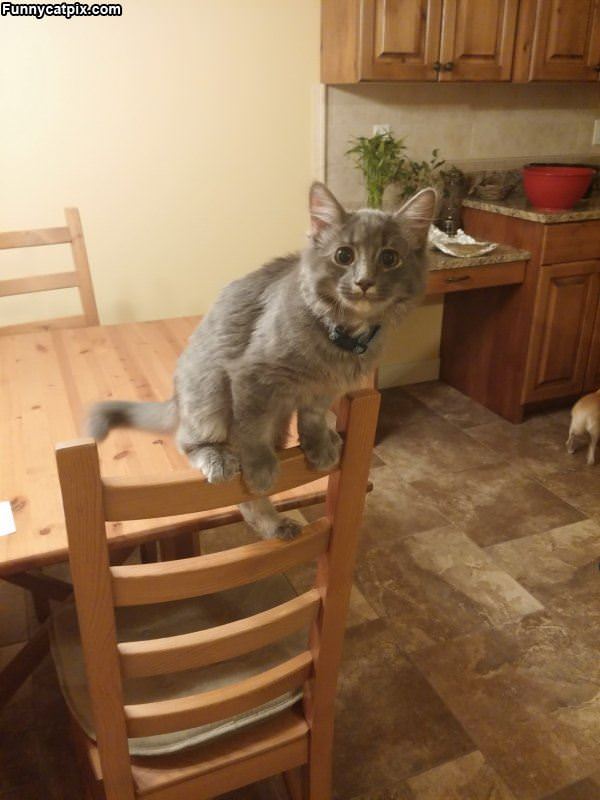 Cats On A Chair