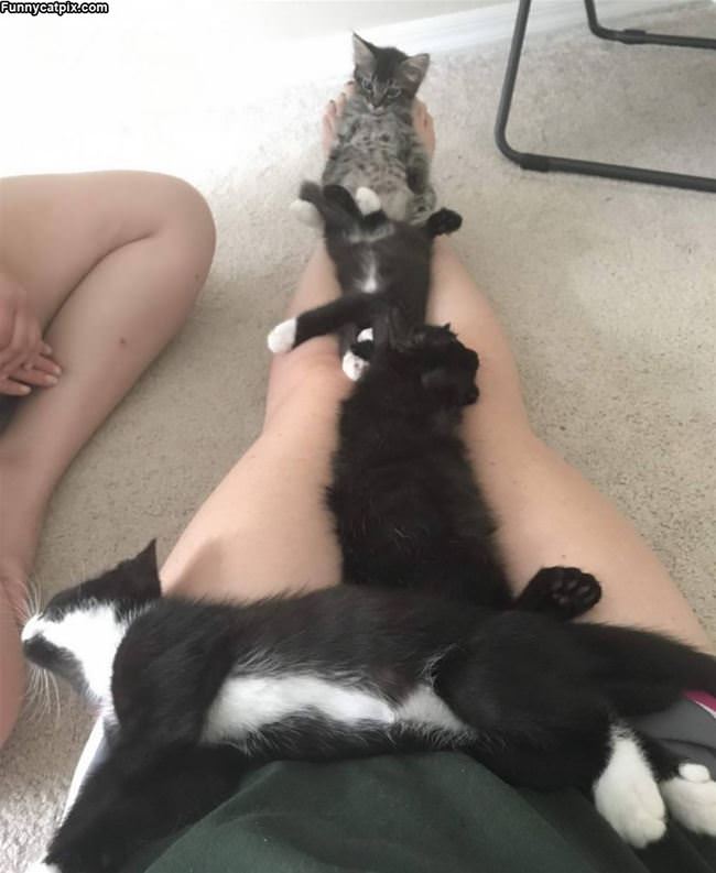 Cats On The Legs