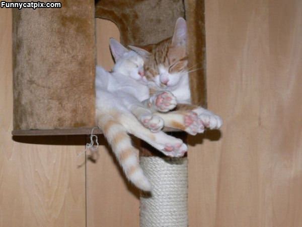 Cats Sharing A Hang Out