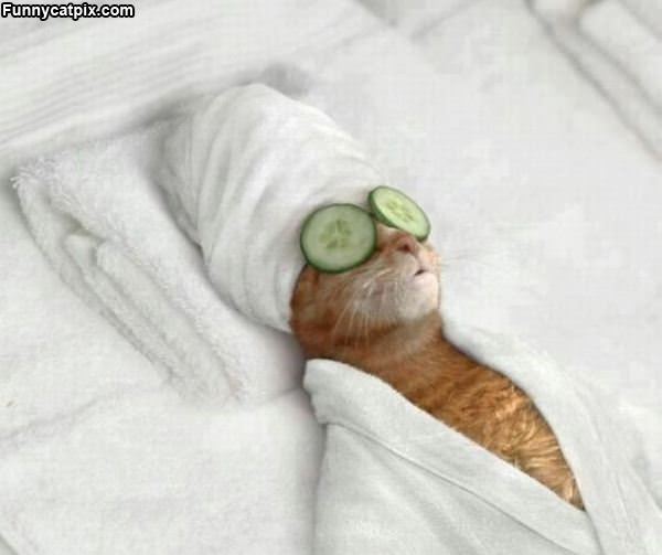 Cats Spa Day