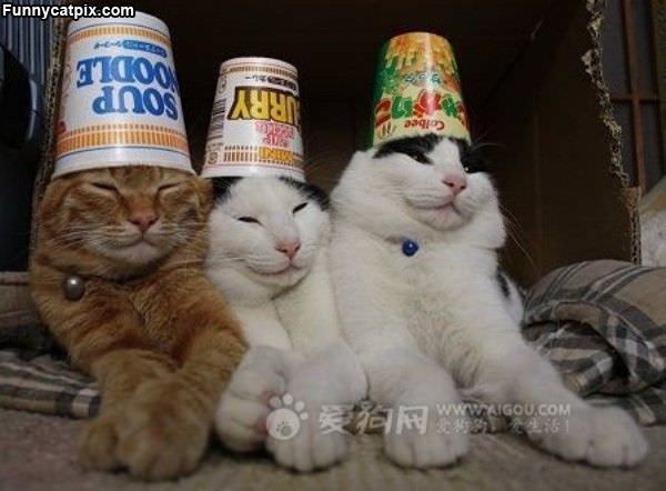 Cats With Hats