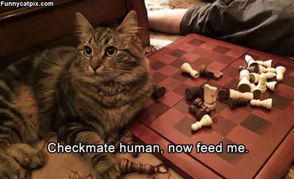 Checkmate Human
