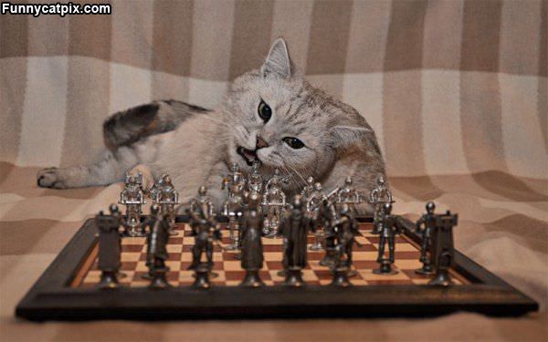 Chess Cat