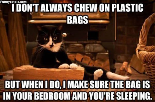 Chewing Plastic Bags