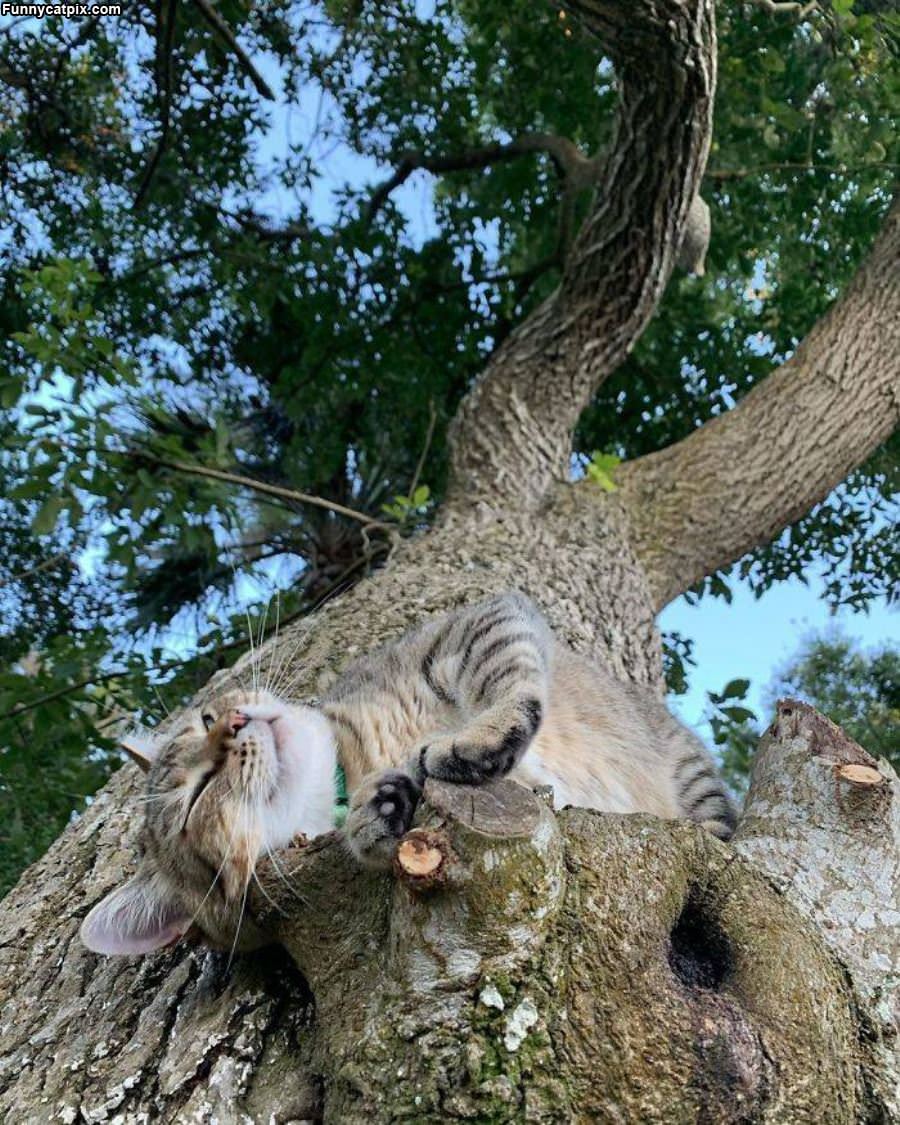Chill In The Tree