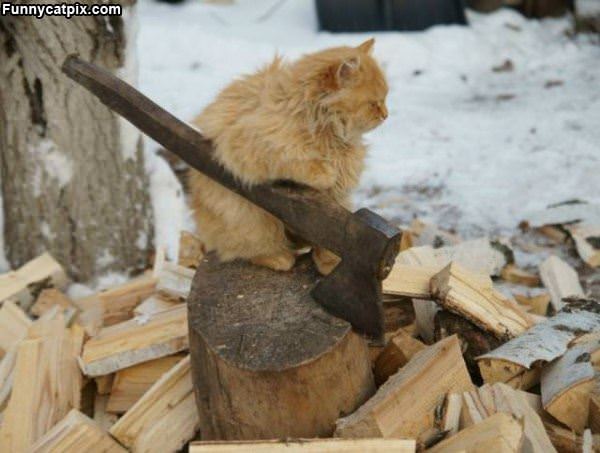 Chopping Some Wood