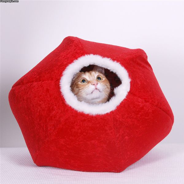 Christmas Ball Cat