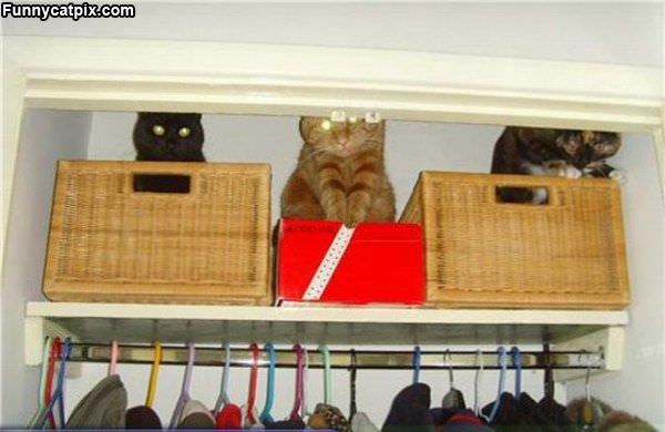 Closet Cat