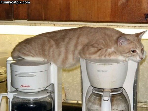 Coffee Machines Cat