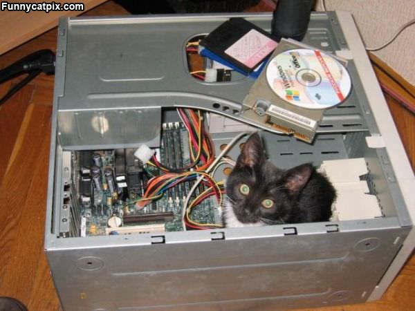 Computer Repair Kitten