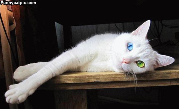 Cool Cat Eyes
