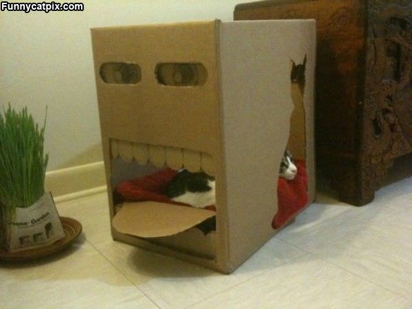 Cool Cat House
