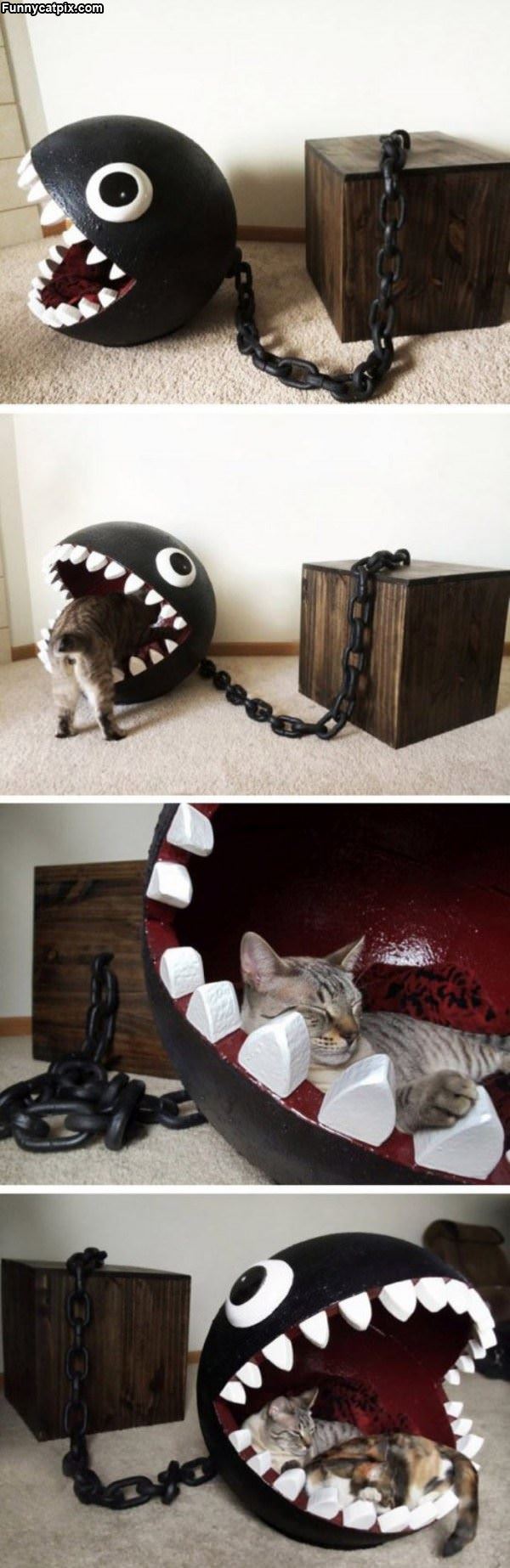 Coolest Cat Bed Ever