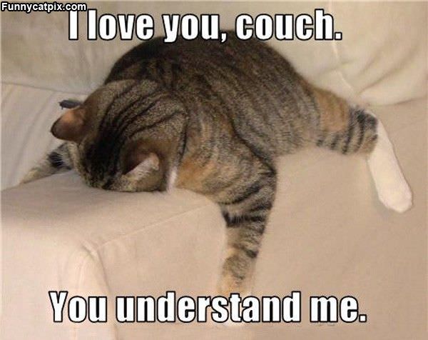 Couch Cat