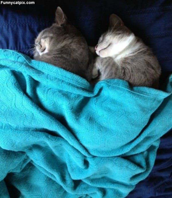 Couple Of Cute Cats Sleeping