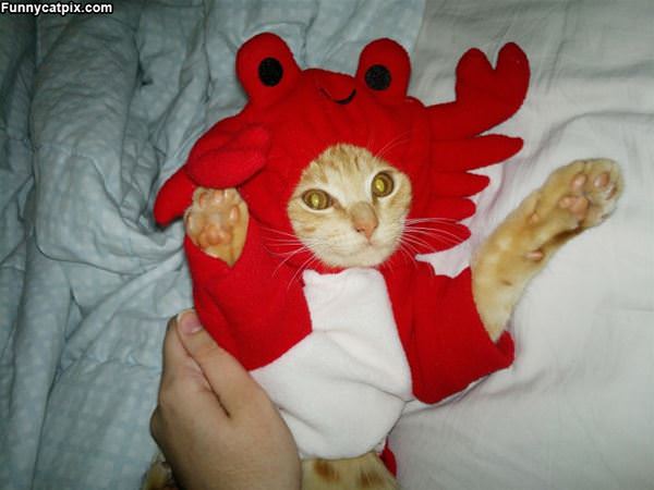 Crab Kitten