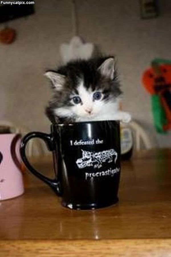 Cup O Kitten