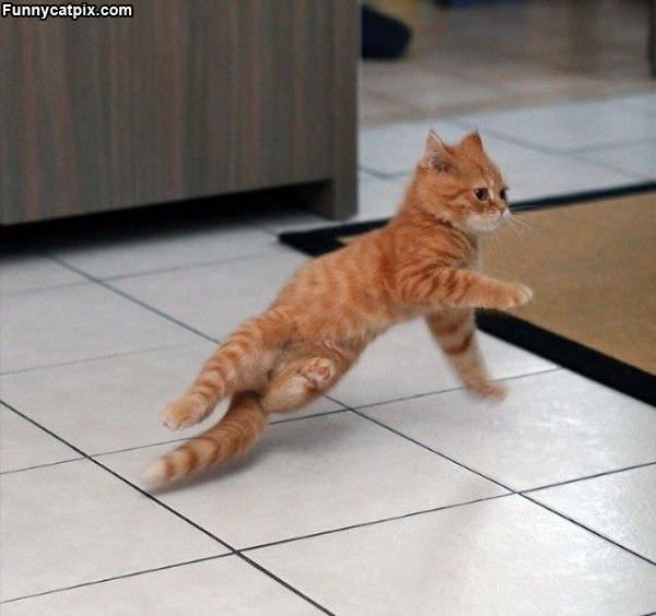 Cute Breakdancing Kitten