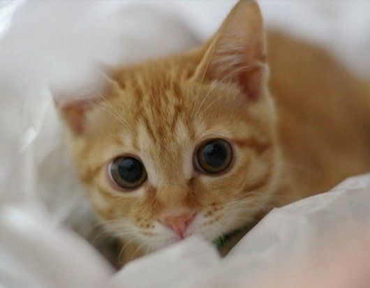 Cute Cat Big Eyes