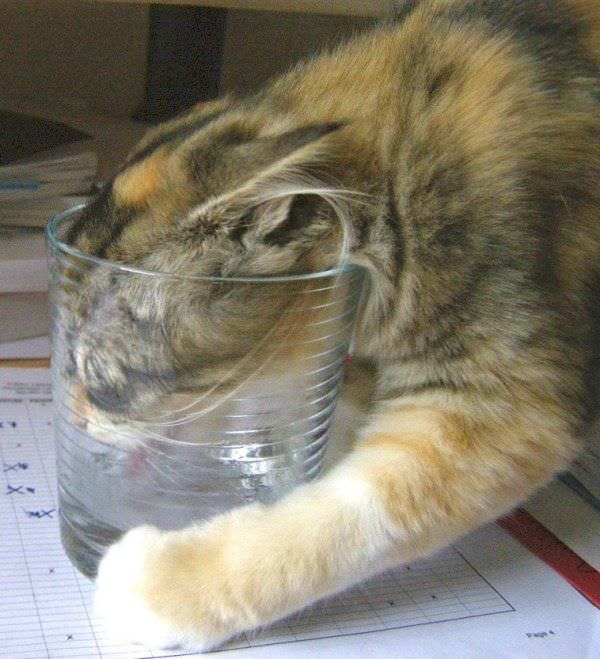 Cute Cat Drink