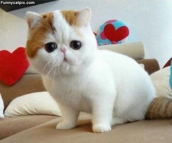 Cute Cat Face