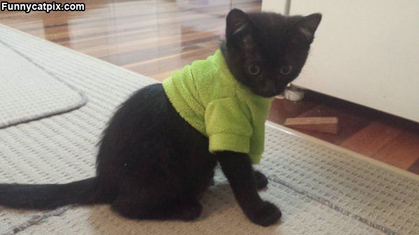 Cute Cat Sweater