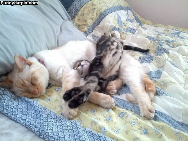 Cute Cats Sleeping Together
