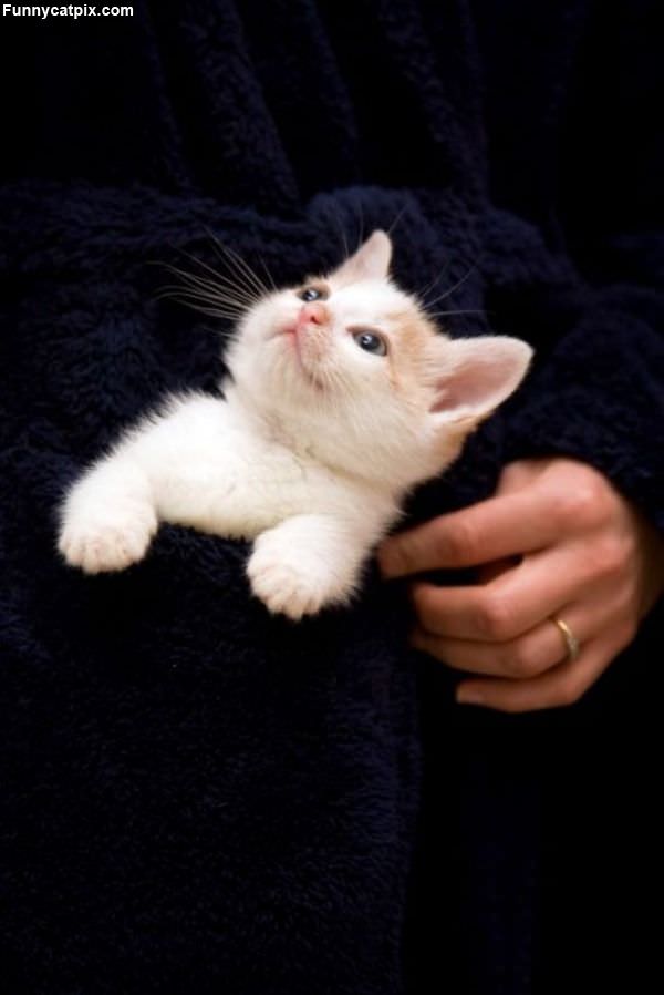 Cute Kitten Face