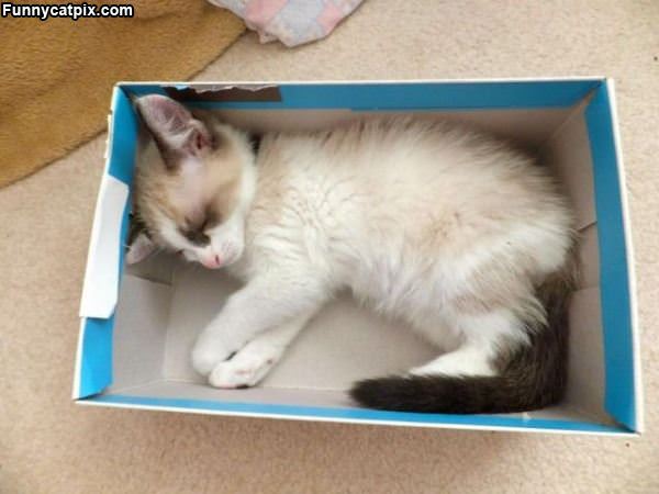 Cute Kitty Box