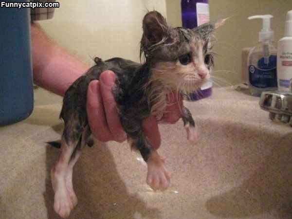 Cute Wet Cat