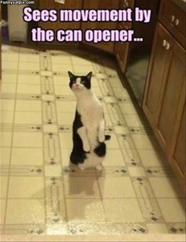 Did You Move The Can Opener
